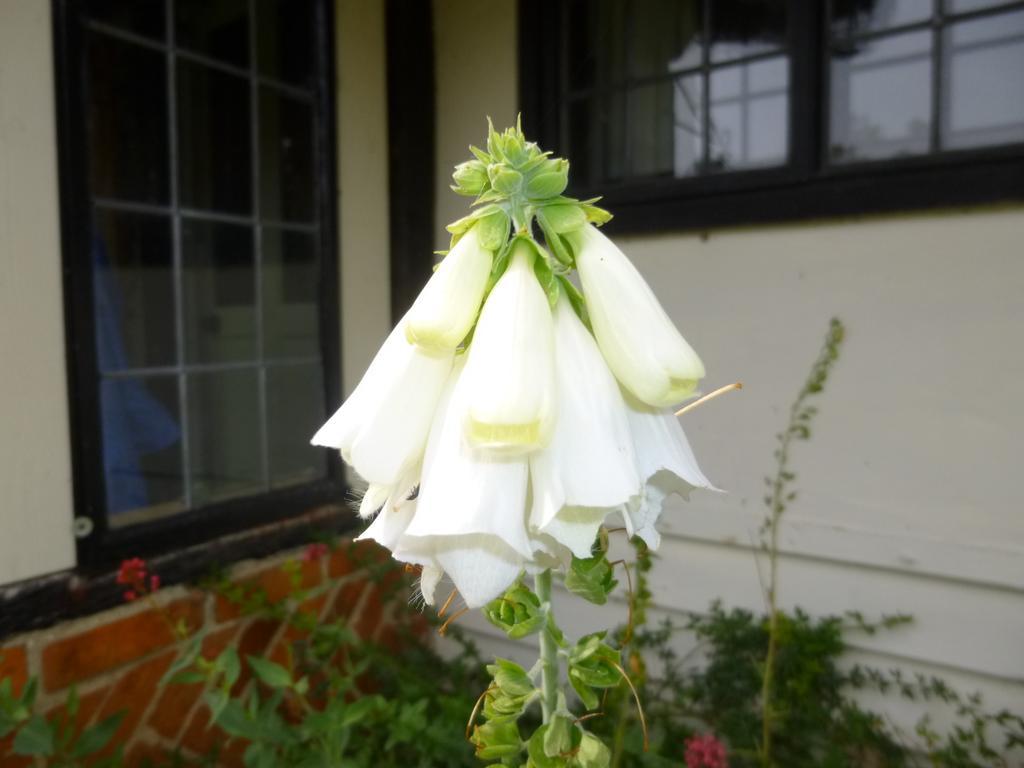 Church Hall Farm Bed And Breakfast Broxted Cameră foto